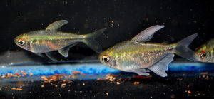 Resident Diamond Tetras, in my aquariums for 3 weeks.