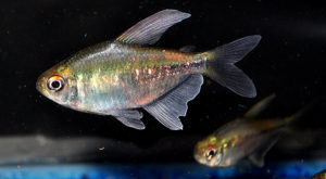 A nice male Diamond Tetra, 3 weeks in my care, arrived 4/30/2014