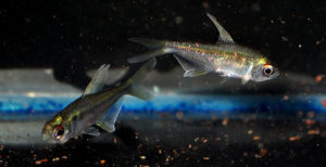 Female Diamond Tetras, newly arrived on 5/22/2014