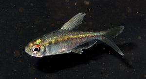 A small, freshly-arrived presumably female Diamond Tetra, from 5/22/2014