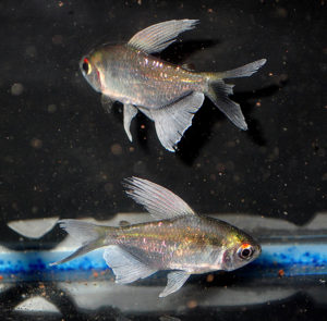 A pair of Male Diamond Tetras, freshly arrived 5/22/2014