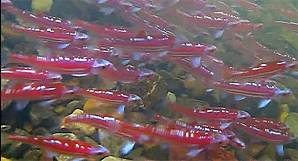 AMAZONAS Video: Spring Brings Color to North America