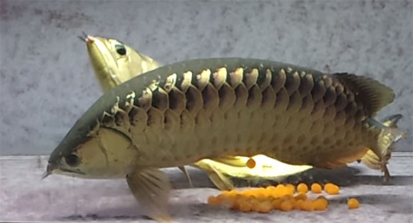 AMAZONAS Video: Arowana Spawning in Aquariums