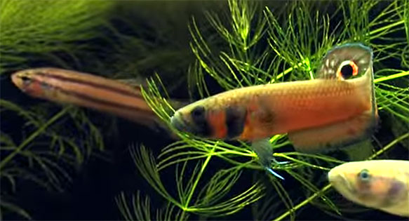 AMAZONAS Video: Betta macrostoma