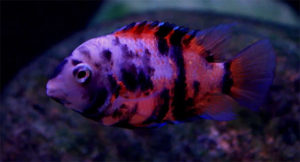 Screen Capture of an exceptionally vibrant Calico Convict by Mbuna Marcus on YouTube.