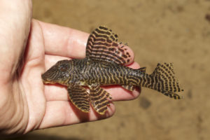The Rio Xingu is home to several popular species of Hypancistrus catfish.