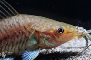 Dianema longibarbis