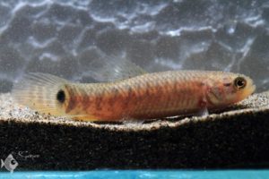 Erythrinus sp Peru