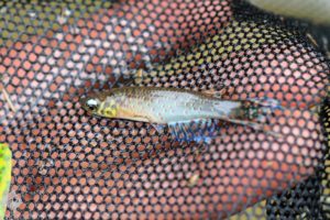 aphyolebias rubrocaudatus