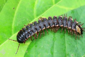 Millipede