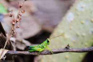 Green cricket