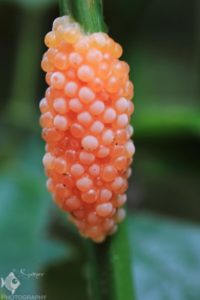 snail eggs