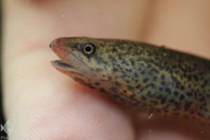 Synbranchus marmoratus