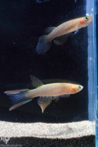 Aphyolebias rubrocaudatus male and female