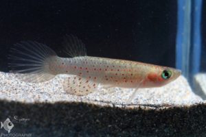 Aphyolebias rubrocaudatus female