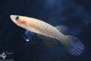Aphyolebias rubrocaudatus female