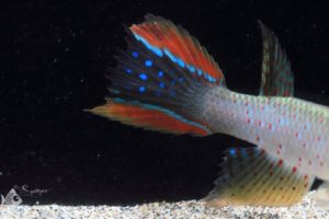 Aphyolebias rubrocaudatus tail closeup