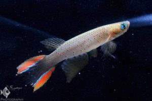 aphyolebias rubrocaudatus