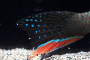Close up of Form 2 of Aphyolebias rubrocaudatus.