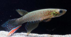 Aphyolebias rubrocaudatus form 2 closeup