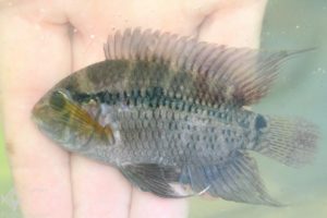 Cichlosoma boliviense