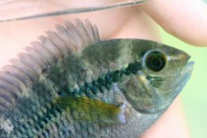 Cichlosoma boliviense