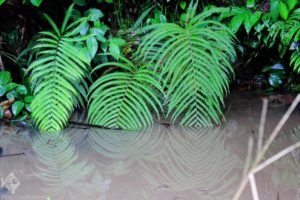 moema habitat