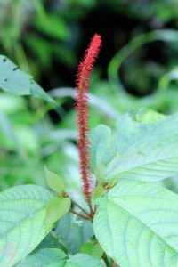 Tropical flower