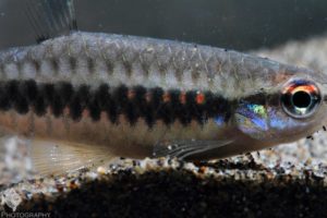Copella sp.
