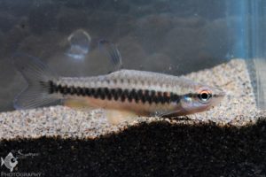 Copella sp.