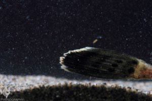 pleco tail