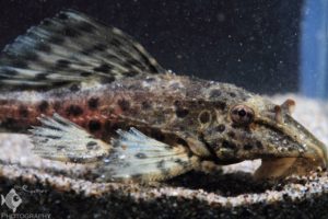 Pleco
