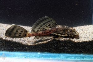 Pleco
