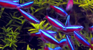 Screenshot of DocAquaTV's "100 cardinal tetra in an aquascaping tank" video.