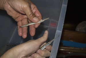 Success: freshly collected needlefish (Xenentodon sp.)