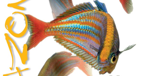 AMAZONAS November/December 2014 Issue Preview