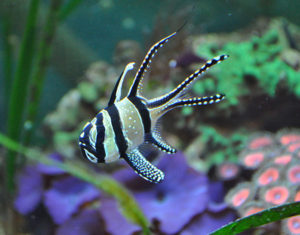 The Banggai Cardinalfish, Pterapogon kauderni, does have a deplorable track record with the aquarium trade, but it seems efforts are already underway to finally rectify those past mistakes.