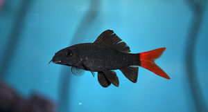 The Nearly-Extinct Red Tailed Shark, Epalzeorhynchos bicolor.