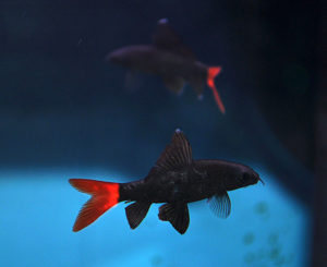 Snark intended to prove a point - I only had to drive 45 minutes to a local fish store to find twice as many Red Tailed Sharks as researchers did!