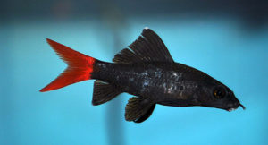 The Red Tailed Shark - a species being kept alive by the aquarium trade since at least 1996.