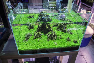 Stunning Iwagumi-style aquascape