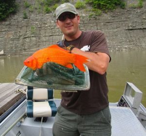 Amazing "Orange" Morph of the Steelhead, better known as Carassius auratus, discovered by Cleveland Metropark's Biologist Mike Durkalec this week during routine fish sampling of the Rocky River.
