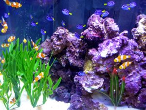 A tank of blue hippo tang and clownfish at Aquatic Experience - Chicago 2013. Photo courtesy of the World Pet Association.