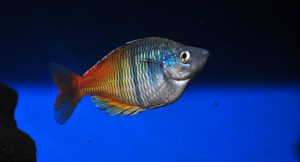 Melanotaenia boesemani, on the IUCN Red List as Endangered since 1996