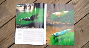 Aquatic Notebook - Shrimp Championship