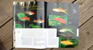 Fancy Swordtails - Not For Beginners! By Tobias Bernsee