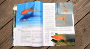 King Lyretail And The Way There: Breeding High End Swordtails, by Rainer Schultz - a look at the path to creating a Lyretail Swordtail with a functional gonopodium.