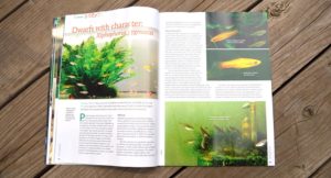 Dwarfs with character: Xiphophorus pygmaeus, by Claus Osche