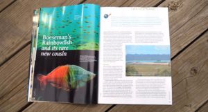 Boeseman's Rainbowfish and it's Rare New Cousin, by Hans-Georg Evers