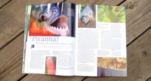 Piranha! Fascinating, but not your ideal aquarium fish, by Wolfgang Staeck